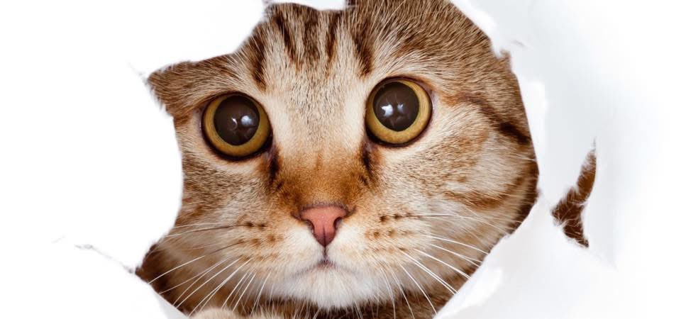 TwittPlaya's tweet image. #20Febrero #DiaInternacionaldelGato