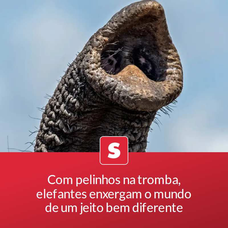 Com pelinhos na tromba, elefantes enxergam o mundo de um jeito bem diferente

Os bigodes são similares aos de gatos e ratinhos, mas um novo estudo descobriu que os fios dos elefantes têm uma complexa estrutura de poros nunca antes vista.

📖 Leia a... mrf.lu/z4D7