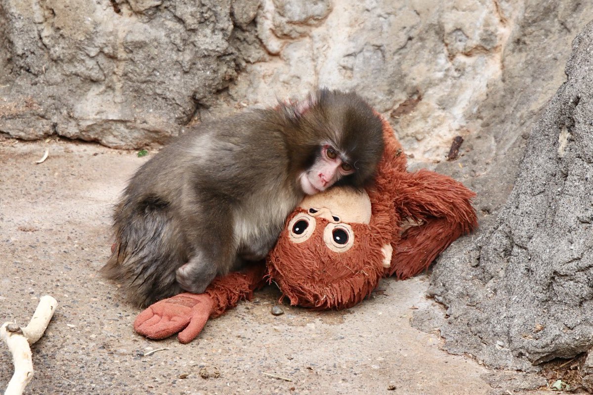 Kerymai_'s tweet image. หน้าน้องมีแต่แผล ใจเจ็บ 😭