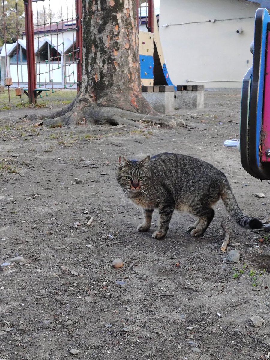 お馴染みネコちゃんその他色々… 今日も到着が遅れてしまいましたが