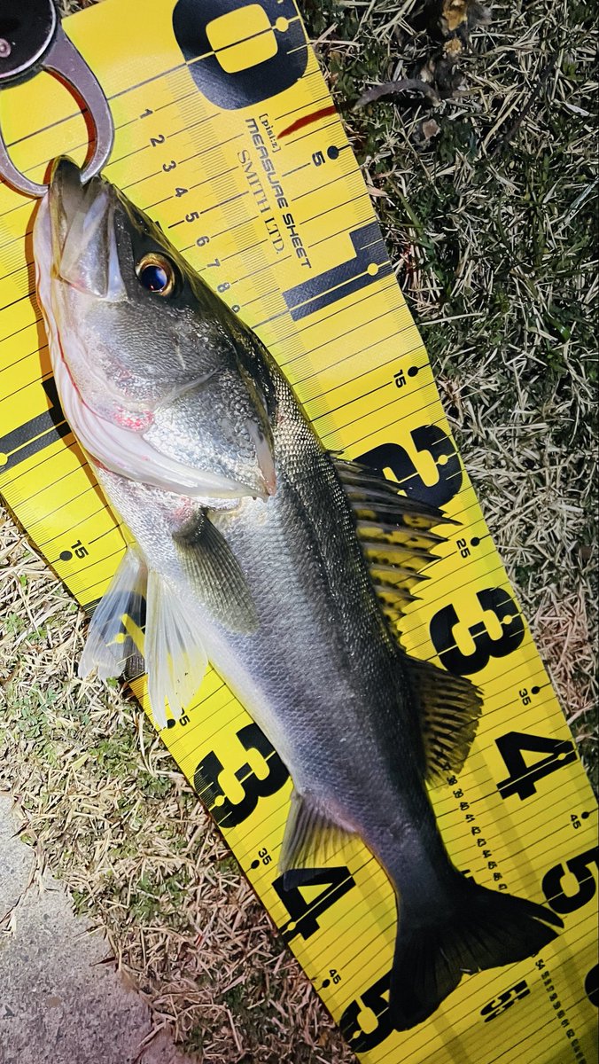 後中潮2日目 今日はこの一本だけでした🐟 バチ抜け3日間、寝不足でも