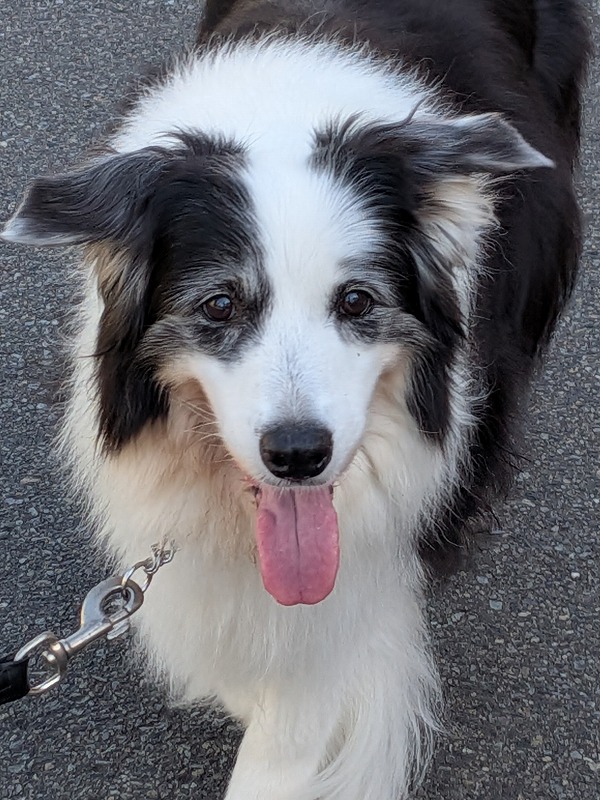 ドルチェ tweet media