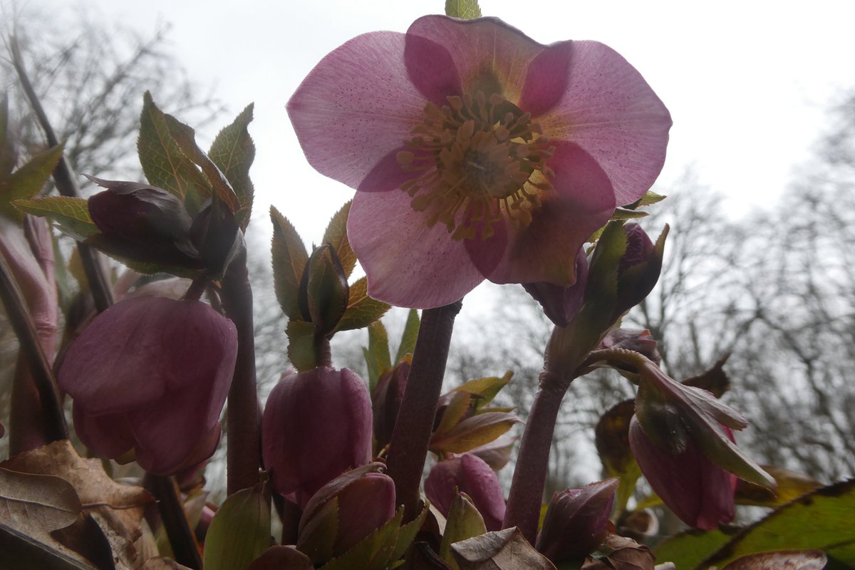 dvanduuren1's tweet photo. February Bloomers
🩷

Some Color

- Hellebore -
on this Grey Day

#FlowerPhotography #FlowersOnX #pink #flowers #haveaniceday #bloemen #Helleborus #February 
#CloseUp #Frogperspective #WINTER https://t.co/nRCfmXNDKp