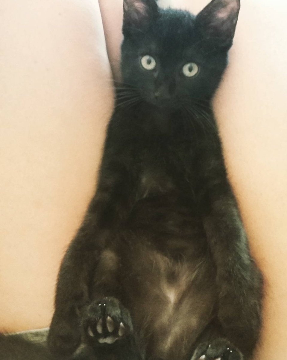 shadows le mimi 🐈‍⬛ tweet media