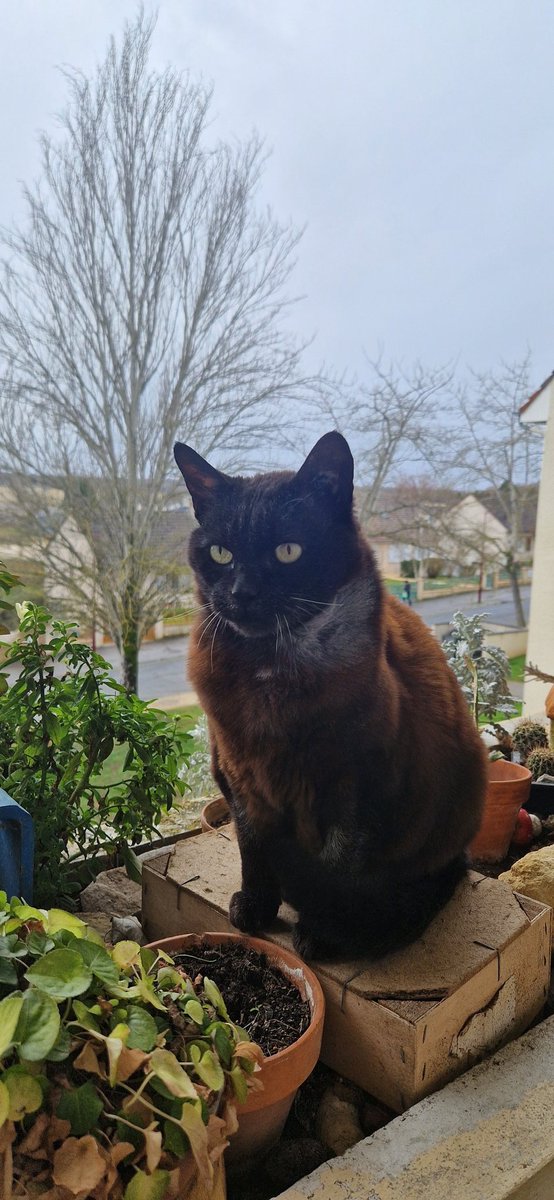 shadows le mimi 🐈‍⬛ tweet media