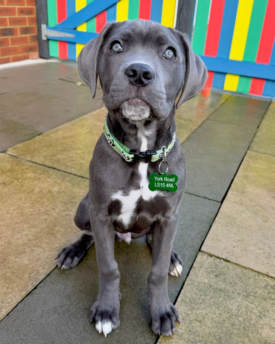 Loki is a STUNNING 3 month old #ItalianCorso #Puppy and he's looking for his forever home NOW! 😍

Meet him 👉 bit.ly/4qPrsA6

#RescueDog #AdoptDontShop <a href="/DogsTrust/">Dogs Trust 💛🐶</a>