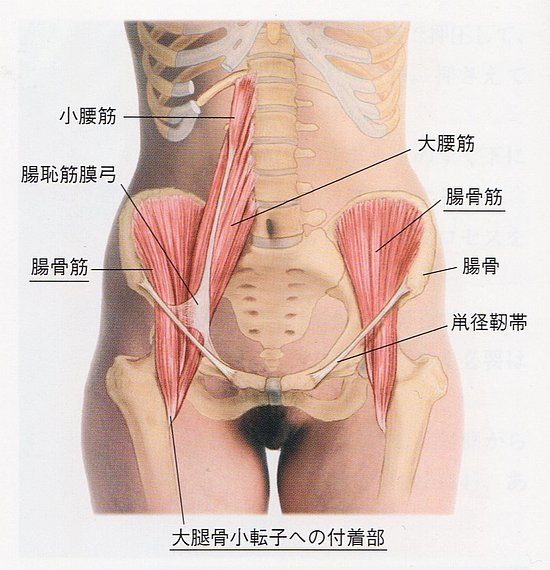 ninnikinene's tweet photo. ”腸骨筋メモ”

・軽く凹んだ構造の腸骨窩が起始
・前部線維と後部線維
・前後と左右の奥行きの幅
・CKCとOKCによる動態戦略の違い
・立位軸形成における姿勢戦略と再活性化
・筋拘縮解除と伸長動態による股関節ヒンジの再学習
・前額面と矢状面の姿勢戦略による捻転 https://t.co/afwUq4Qg30
