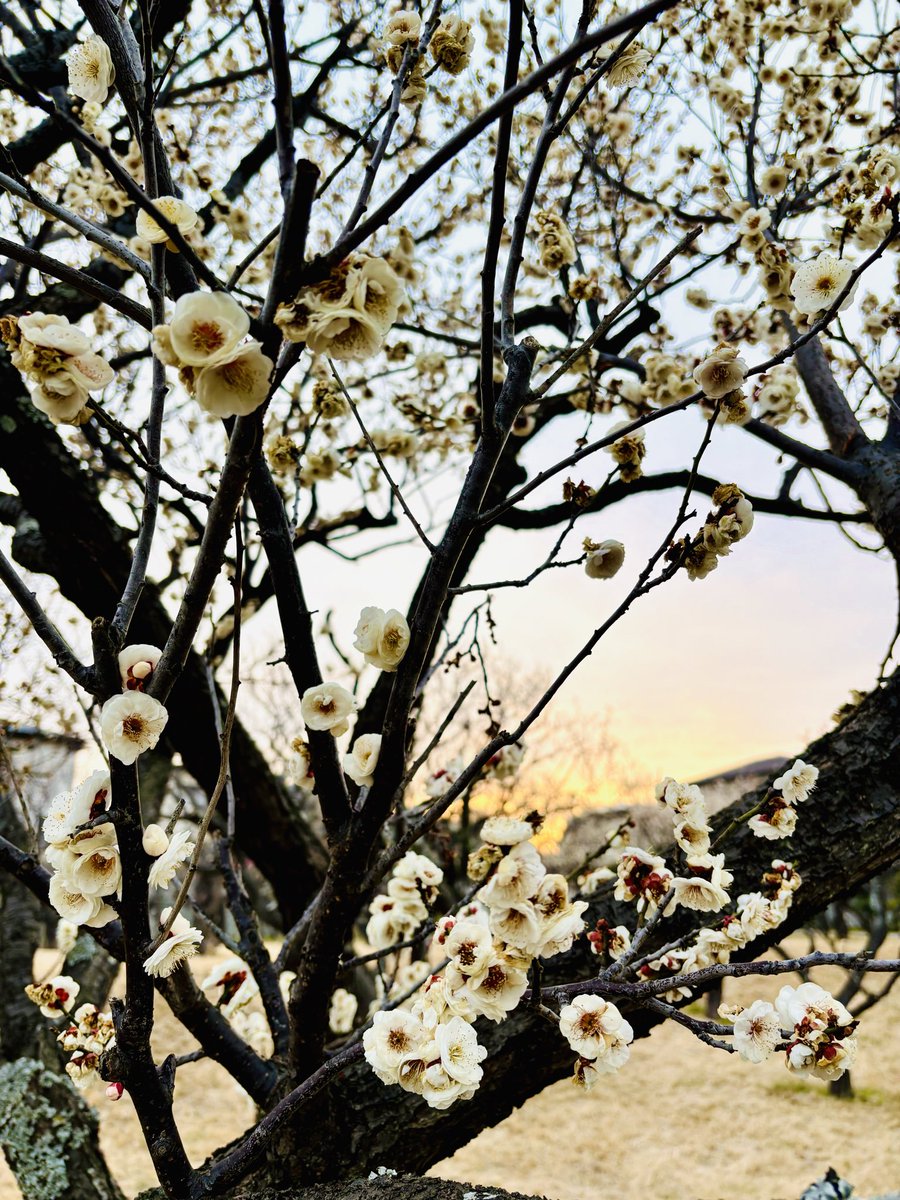 tak24302's tweet photo. It never really left.
#plumgarden https://t.co/Tv57iK9Npe