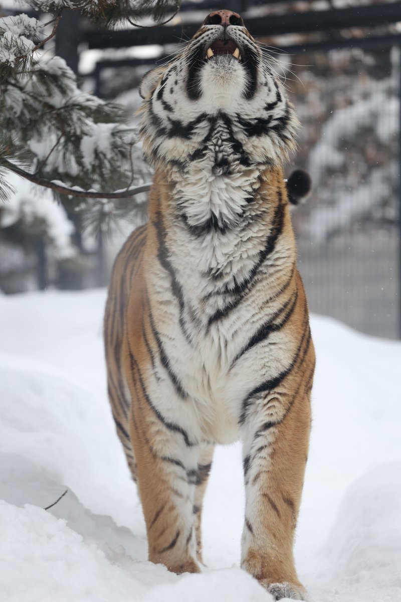 akke1205's tweet image. 顎裏サイコーかよ❣️
#円山動物園 #アムールトラ #トート