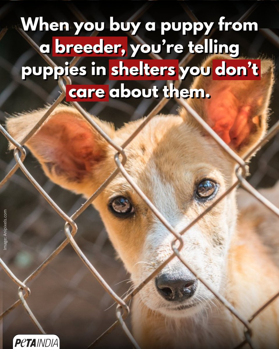 If you buy a dog from a breeder, you’re stealing the chance of a loving home &amp; family from a dog at a shelter. There are plenty of puppies and adult dogs of all kinds in shelters 🐶
 
Help fight companion animal overpopulation by ALWAYS adopting, &amp; NEVER shopping!

#AdoptDontShop