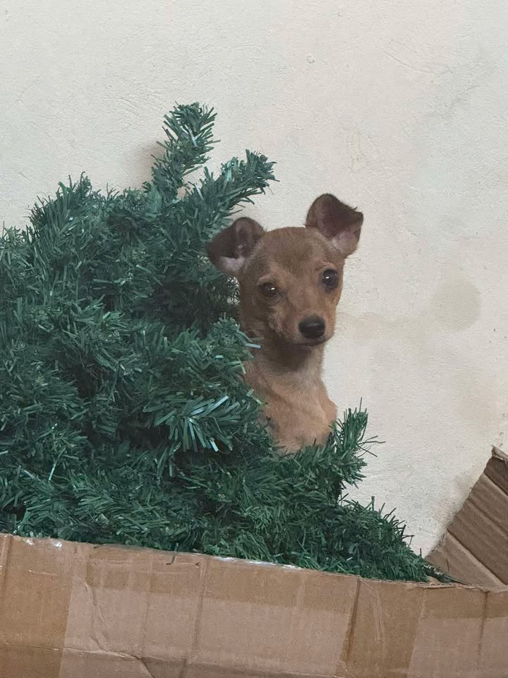 AlertaMePerdi's tweet photo. #PERDIDA #GUAYAQUIL
Nombre: #Aliss
Fecha: 20-01-26
Sector: Norte, Villa Bonita
Sexo: Hembra
Raza: Chihuahua
Obsv: Es color café con la cola negro
Contacto: 0967064906 - 0968134251
SE OFRECE RECOMPENSA
¡Ayúdala a volver con su familia!
#AlertaMePerdí https://t.co/UnBfzEr9GX