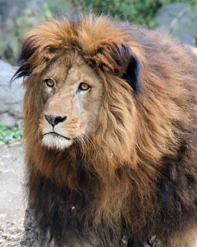 apBMc3meoK23942's tweet image. そろそろ帰る時間だーと、身なりを整えるネオ君！

#ネオ #ライオン #とべ動物園