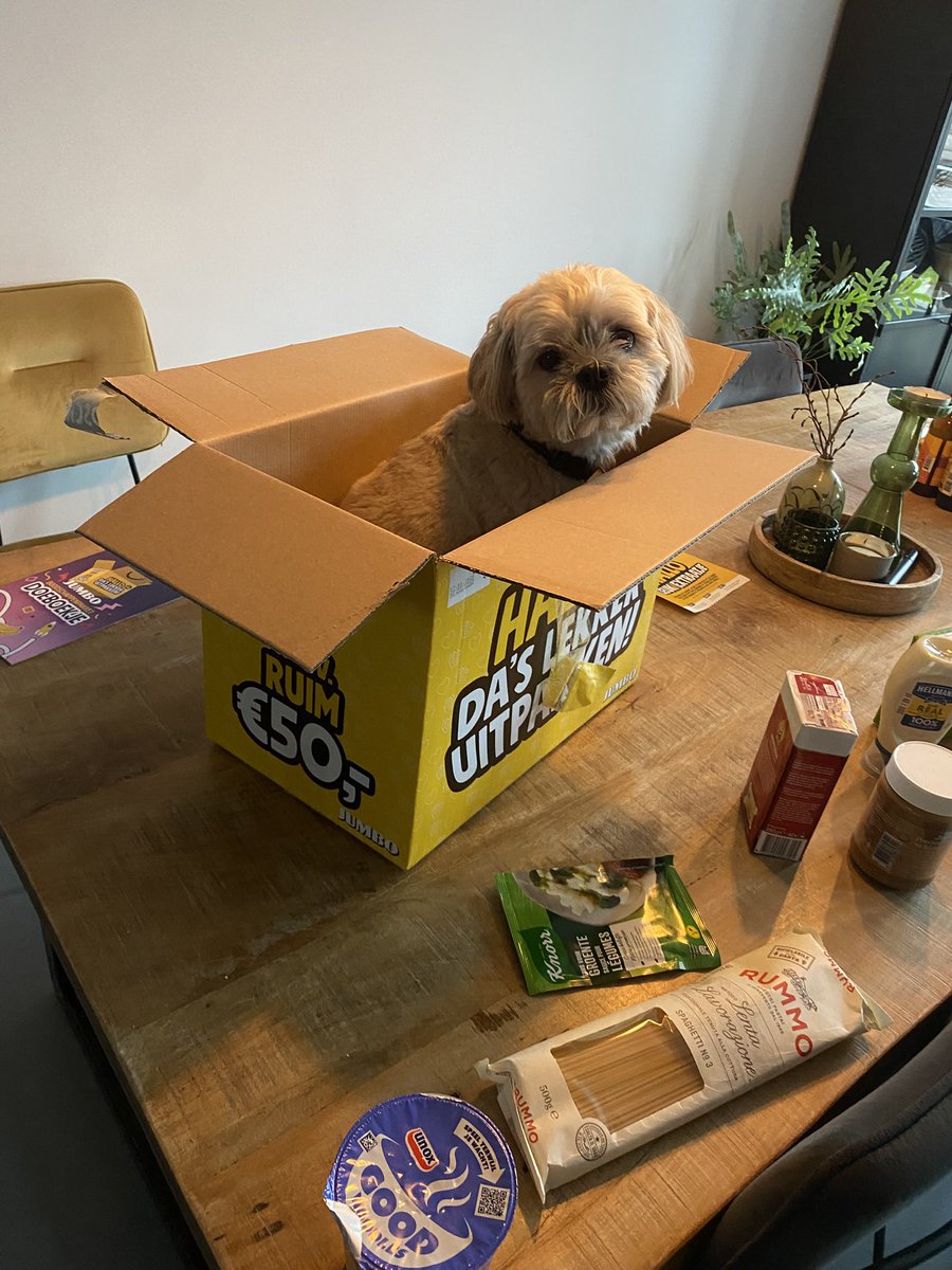 LetssGoatt's tweet photo. @Garrett_Watts This is Luna, our sweet family dog adopted from a certified breeder, about to turn 9!

She likes to sleep all day, often identifies as a cat and on some occassions as a male, we support a non-binary queen!

She will at all times shamelessly do tricks if there are treats involved! https://t.co/JgwCy9ab4d