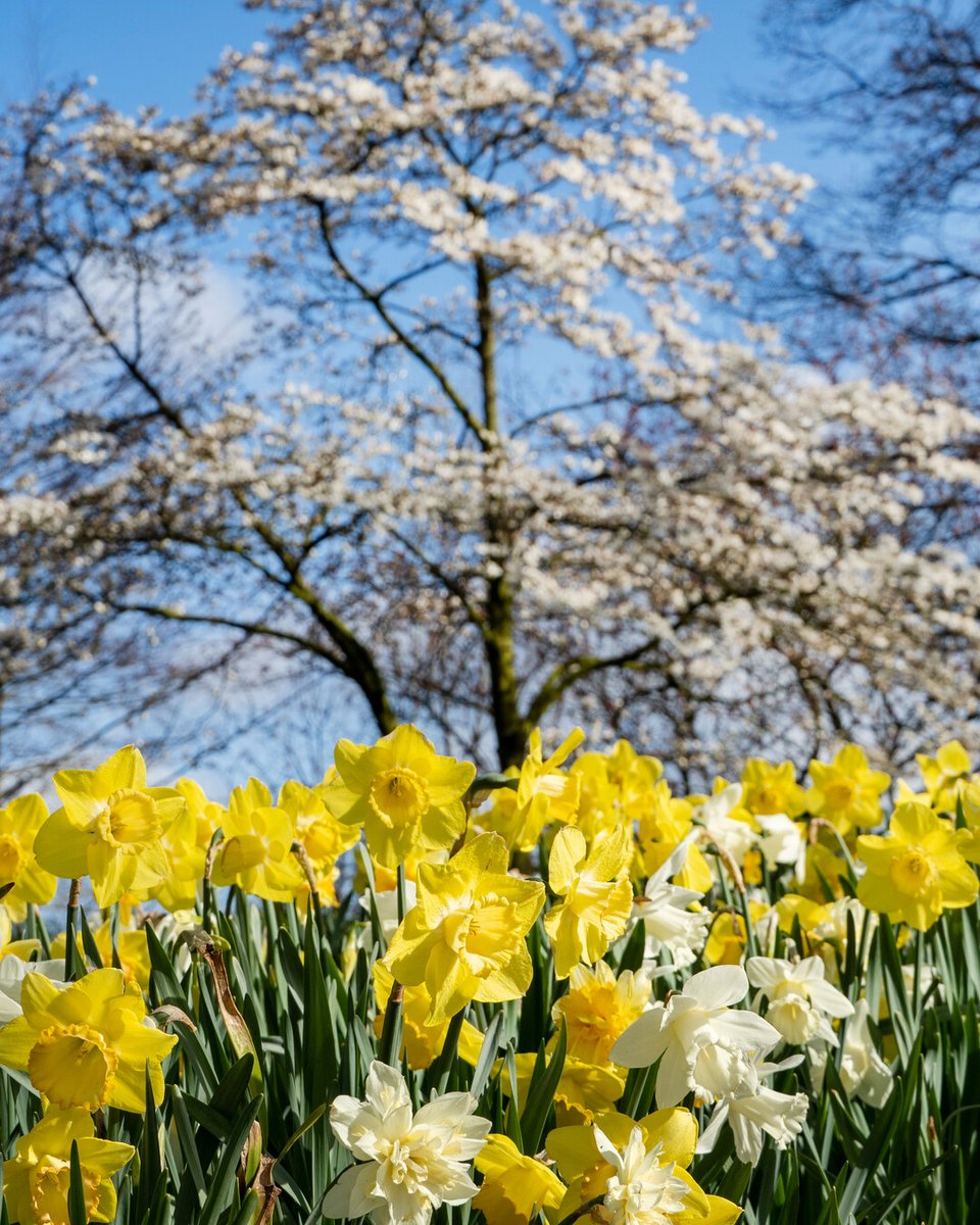 Flowerbulbs.com tweet media