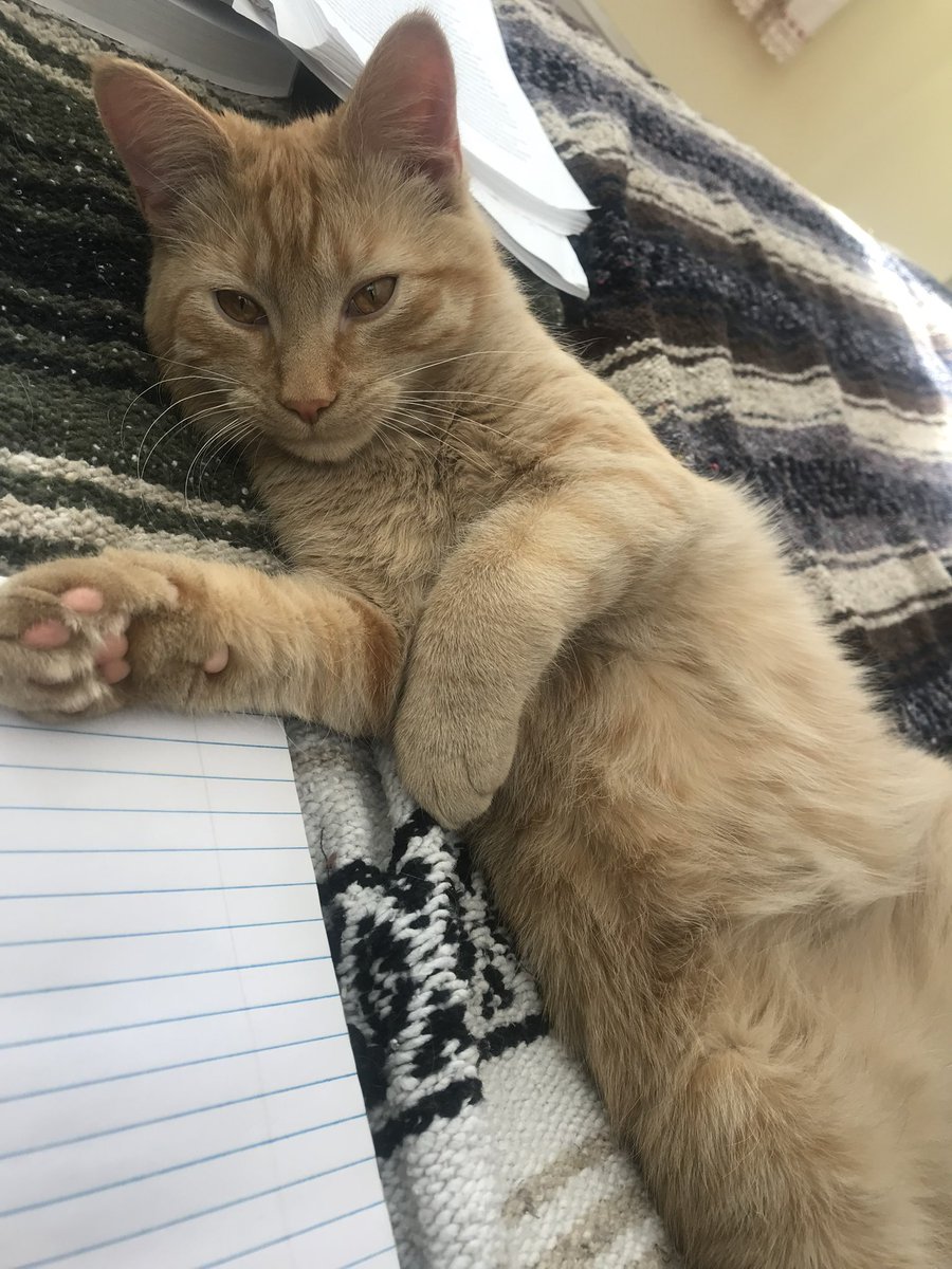 ⚾️ Roman Sweeney ⚾️ tweet media