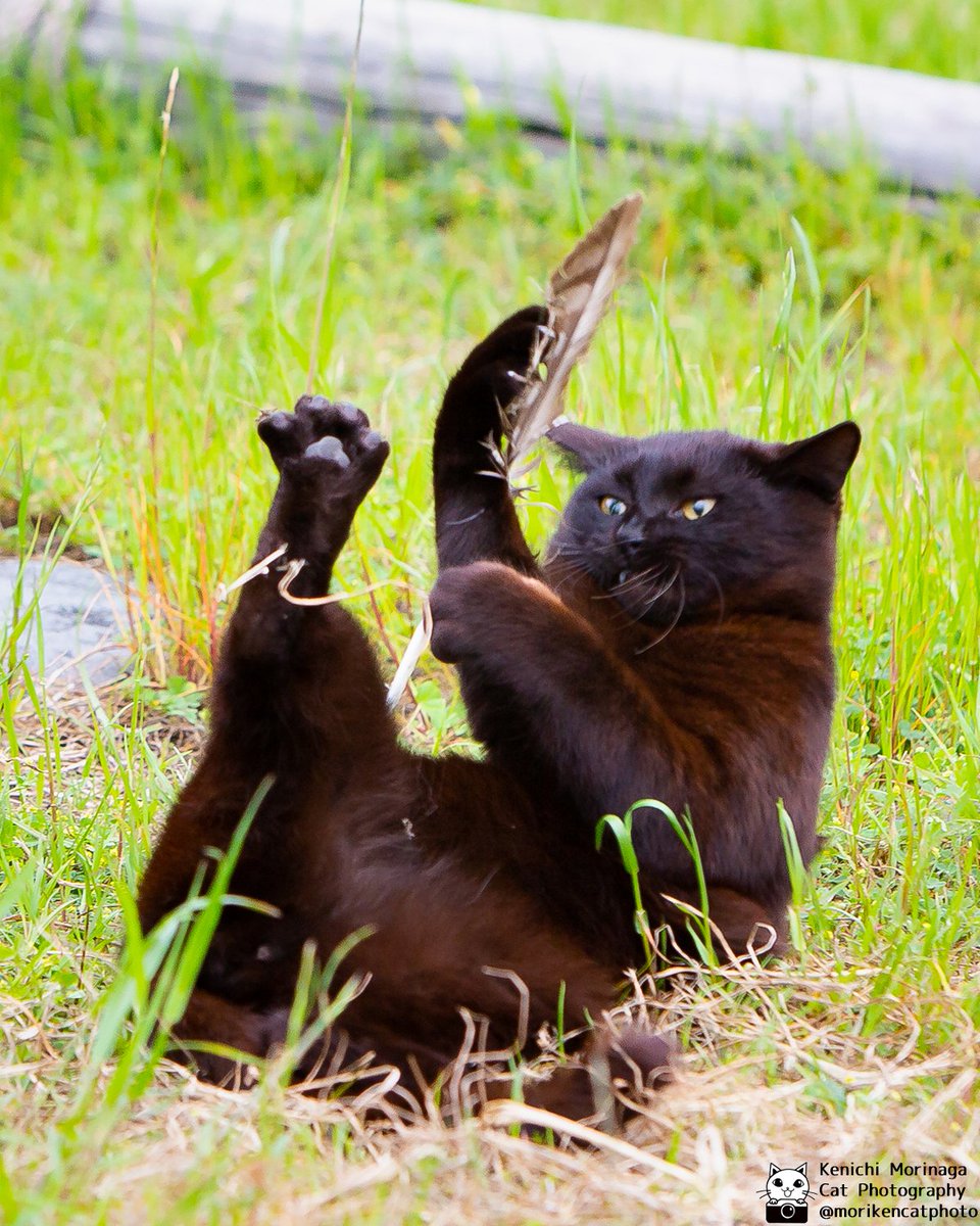 いい仕事してますねぇ！

かわいいと思ったら、😻♥ポチッとやコメントで教えてにゃ！
フォローとイイね、ありがとにゃ

#猫
#東京カメラ部
#nekoくらぶ