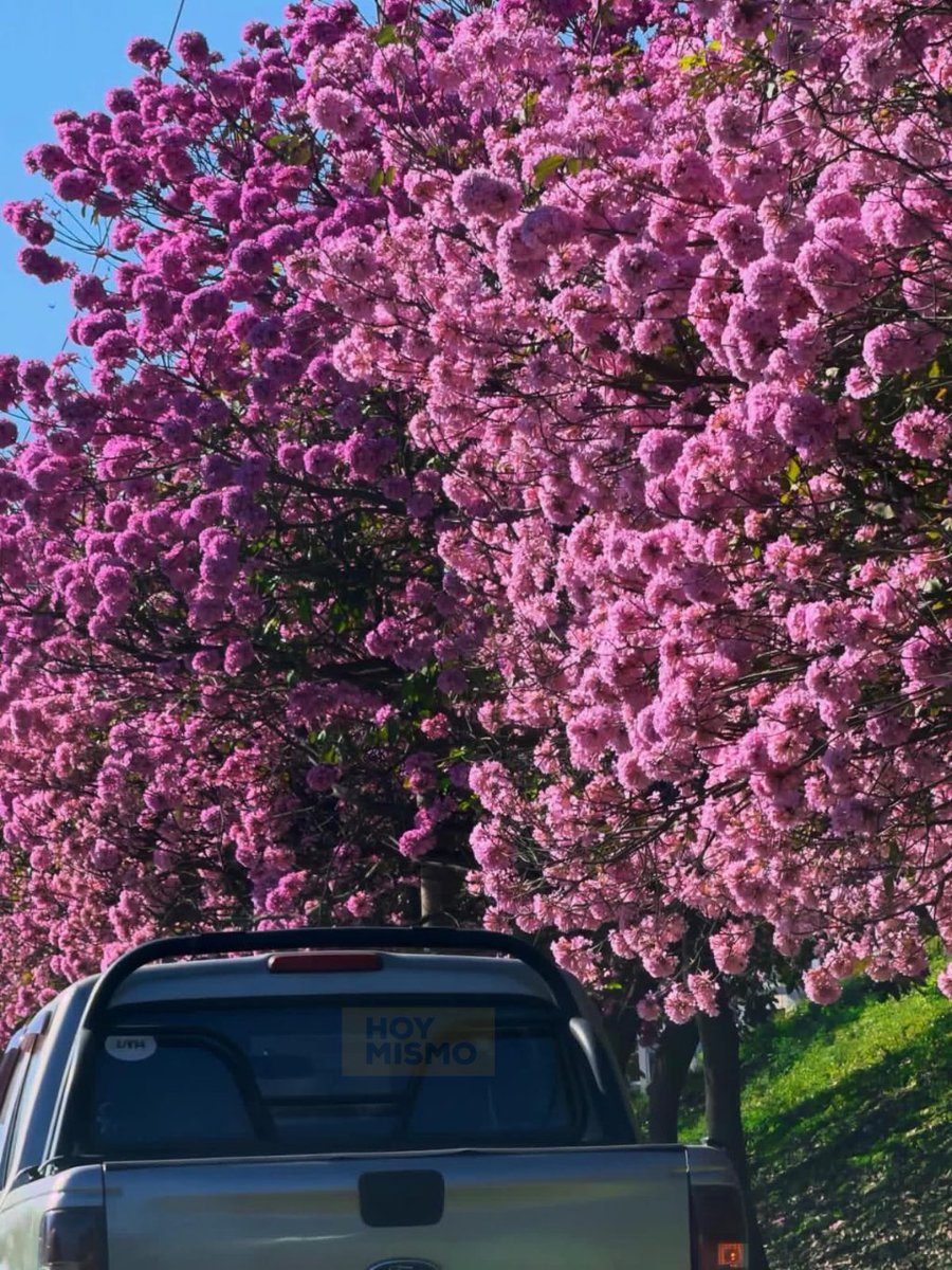 🤩¡Postal de temporada!🌸 La ciudad industrial ofrece su mejor rostro con la temporada de macuelizos. Este fenómeno natural continúa siendo un gran atractivo visual de las calles de SPS, recordándonos la importancia de preservar nuestros espacios verdes urbanos.