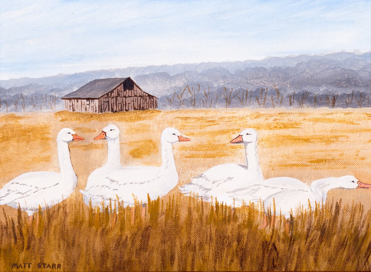 MattStarrFineA1's tweet image. This is my acrylic painting of some snow geese near a barn at the farm: redbubble.com/shop/ap/325678… 

#mattstarrfineart #geese #goose #birds #waterfowl #art #painting #tshirts #tshirt #artistic #artwork #artlovers #ArtoftheDay #BuyArtOnline #ArtforSale