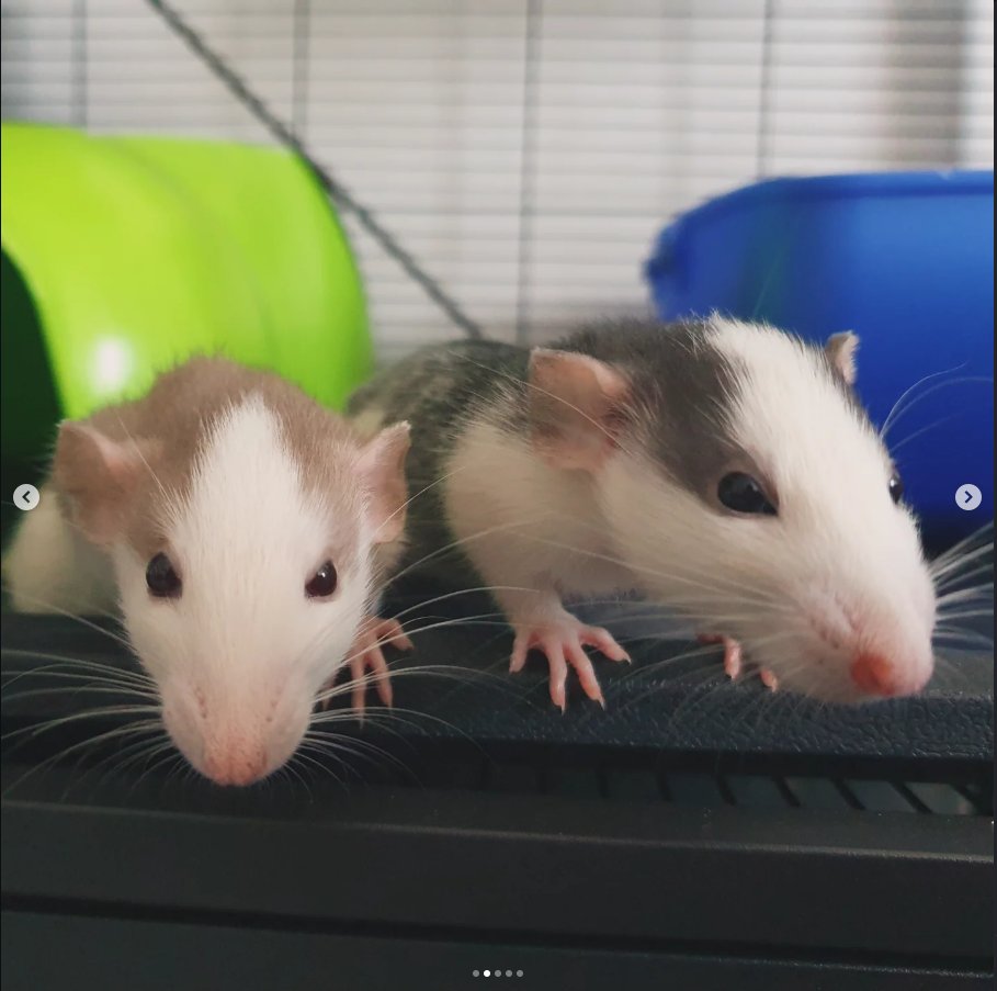 GrrreenRat tweet media