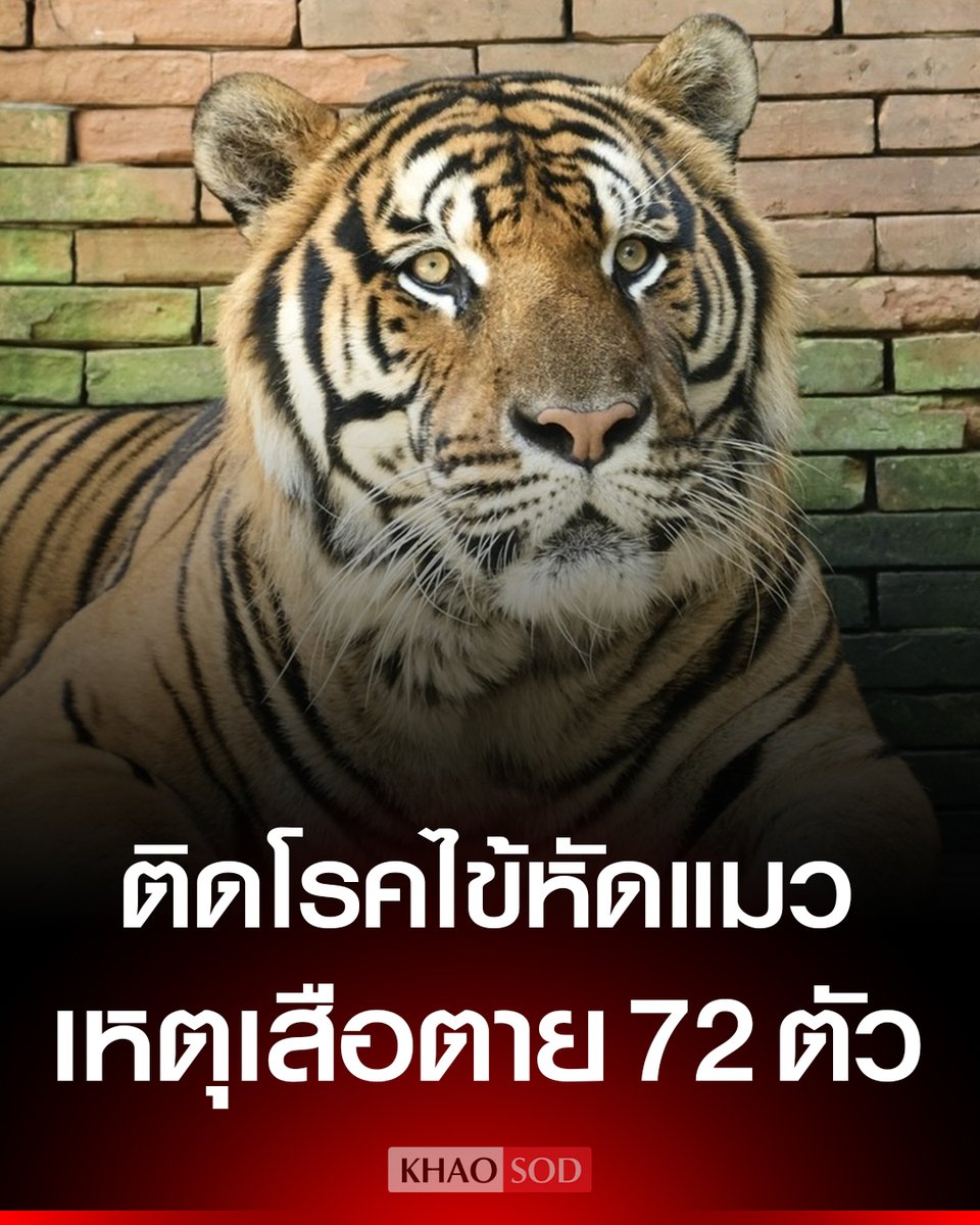 เศร้าใจมากจริงๆ สาเหตุที่เสือตาย 72 ตัวเพราะน้องๆ  ติดโรคไข้หัดแมว มีเชื้อพาร์โวไวรัส แพร่ระบาดในนั้นเร็วมาก กว่าจะรู้ว่าป่วยก็สายไปเสียแล้ว สงสารน้องมากจริงๆ !!!!!

#โหนกระแส  #มอลลี่ #สีดอหูพับ