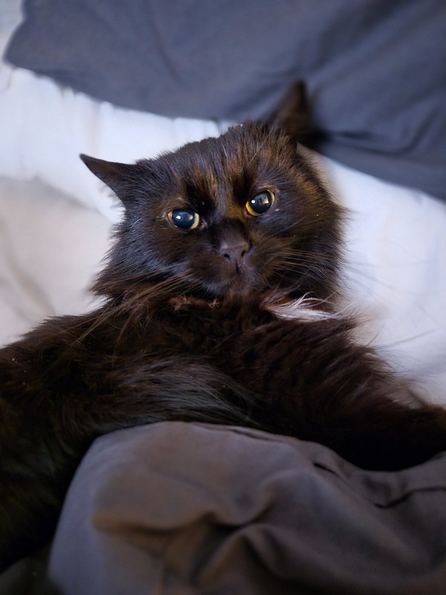 KiSuukko's tweet photo. @Garrett_Watts Here's Lukaz. He was found in a plastic bag in the woods and was the only surviving kitten out of 8. He has a slight brain damage due to the lack of oxygen in the bag, a broken tail (why it's like that we don’t know) and is bow legged. He is baby and I have never felt more loved. https://t.co/thLx5nWcAN