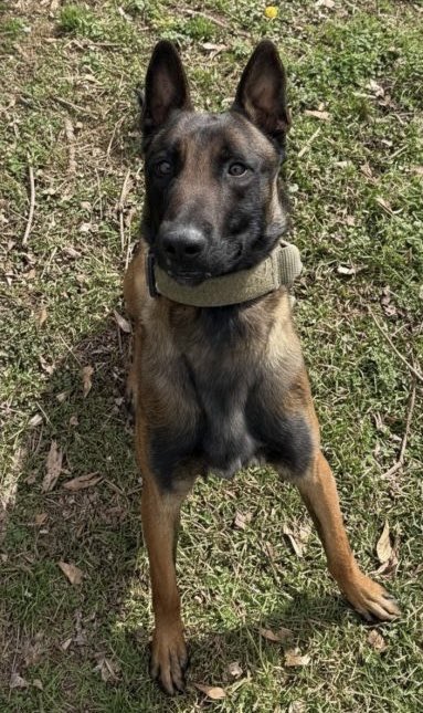 K9Classifieds's tweet photo. Imprinted using pseudo Cocaine, Heroin, MDMA, Methamphetamine, and Fentanyl. Proofed with real odors. 

High drive and wants to work. Extremely high trainability.

Muzzle familiarization. No tug or bite work, but shows potential if looking to add. High...https://t.co/w81kf0uI6M https://t.co/YdCopRhKiI