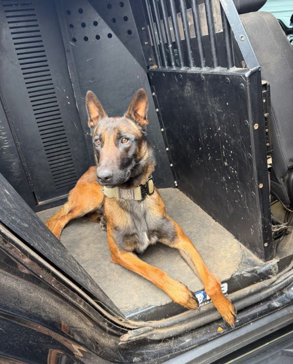 K9Classifieds's tweet photo. Imprinted using pseudo Cocaine, Heroin, MDMA, Methamphetamine, and Fentanyl. Proofed with real odors. 

High drive and wants to work. Extremely high trainability.

Muzzle familiarization. No tug or bite work, but shows potential if looking to add. High...https://t.co/w81kf0uI6M https://t.co/YdCopRhKiI