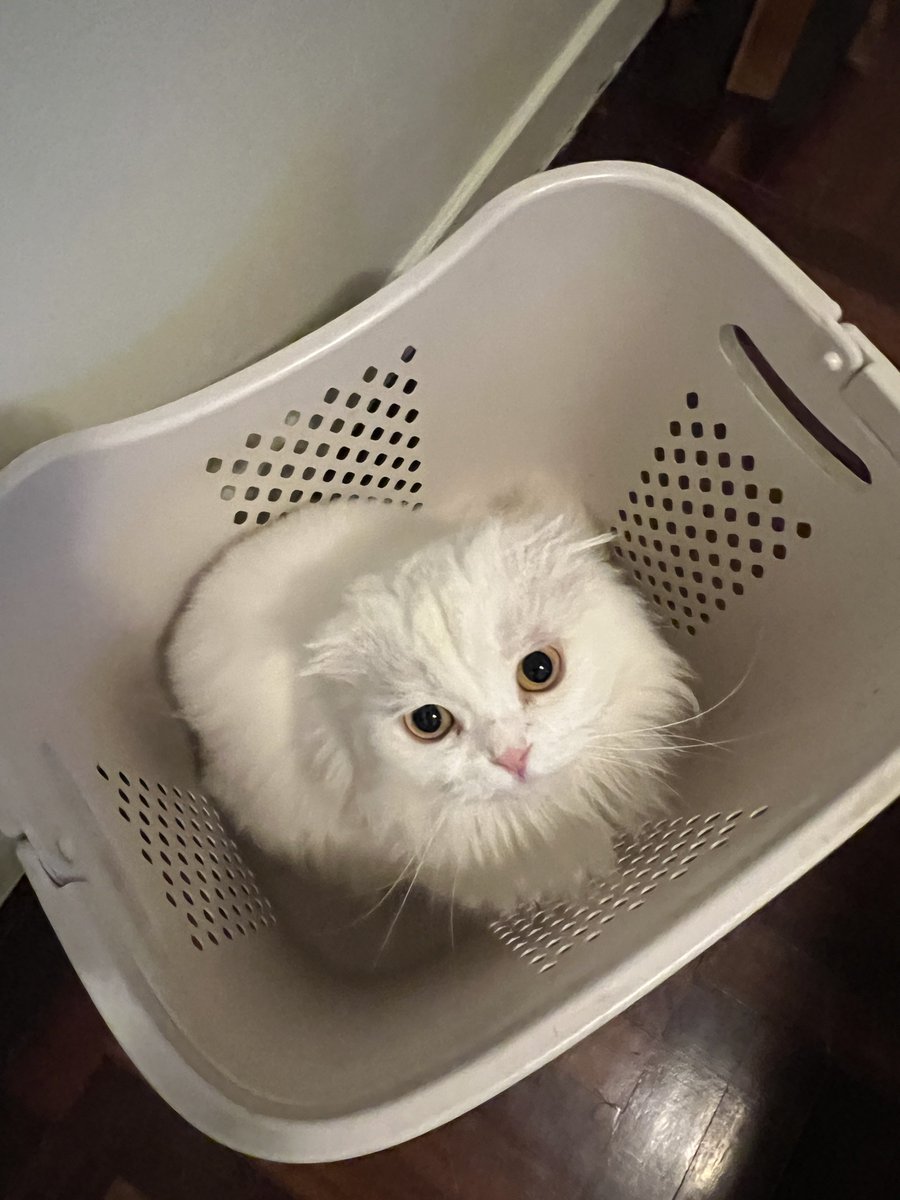 ૮꒰˵• ﻌ •˵꒱ა tweet media