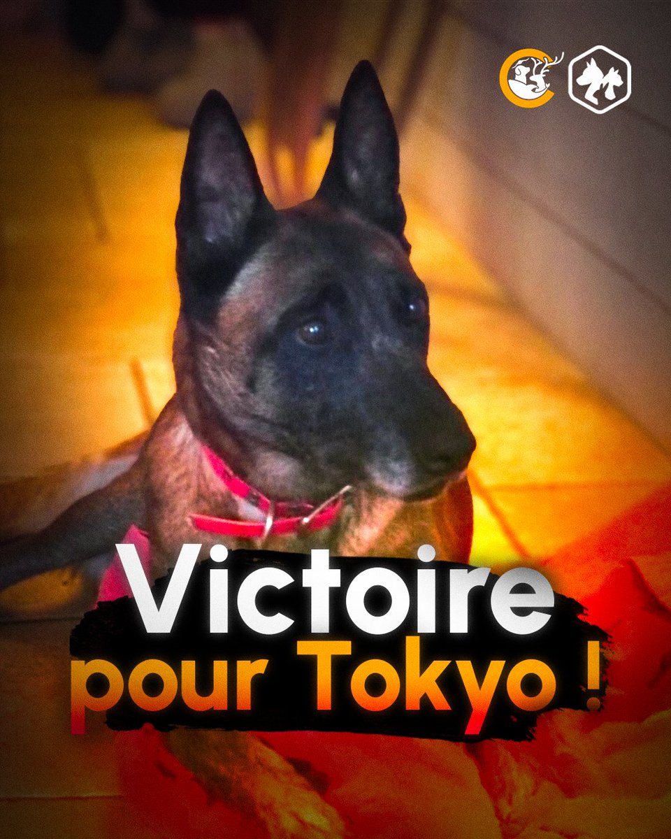 🚨 VICTOIRE POUR TOKYO !

Le Conseil d’État suspend l’exécution de l’arrêté de mise à mort de la chienne Tokyo pris par le maire de Roanne.

La justice condamne la mairie de Roanne à 3000€ d'amende.

Merci aux 50 000 citoyens pour leur mobilisation exceptionnelle ! 💛