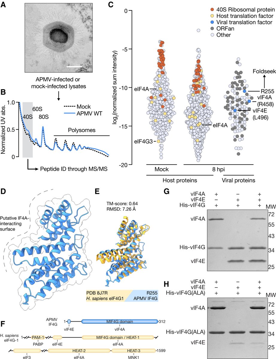 protasov_evgeni's tweet image. Giant DNA viruses encode a hallmark translation initiation complex of eukaryotic life
#microbiology #virology #virus #eukaryotes
@CellCellPress 
cell.com/cell/fulltext/…
