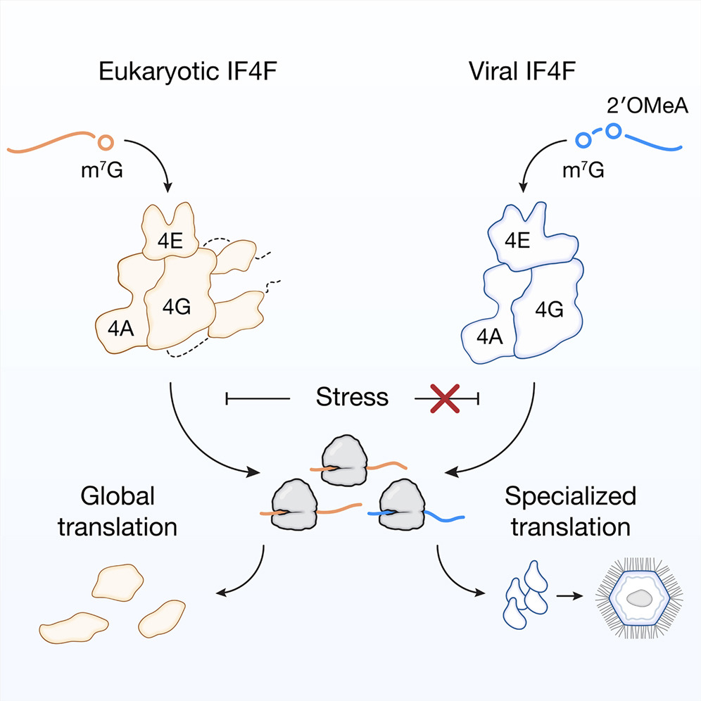 protasov_evgeni's tweet image. Giant DNA viruses encode a hallmark translation initiation complex of eukaryotic life
#microbiology #virology #virus #eukaryotes
@CellCellPress 
cell.com/cell/fulltext/…