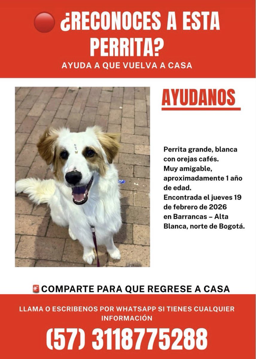 Seguimos buscando los dueños de esta perrita en Bogotá. 
Me ayudas con un RT.