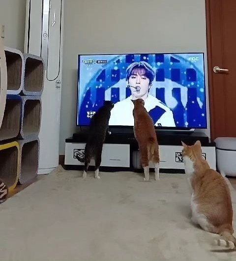 monpuddiing's tweet photo. lee know menciono que sus gatos realmente lo reconocen al momento de que sale en la tele y que todavía se emocionan cuando lo ven llegar a la casa https://t.co/iBrYaWILgN