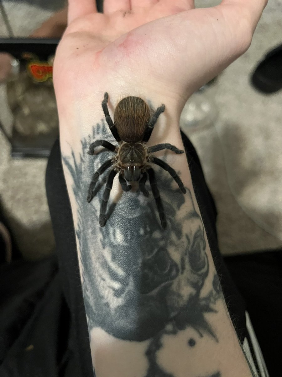 moonlitfortune's tweet photo. @Garrett_Watts his name is xander. i got to own this lil guy for maybe a total of 2 hours. my friend wanted to hold him while i took a shower. my friend wound up falling asleep while i was in said shower…with xander in his hand. he has never been seen since 😔😭 https://t.co/NPXW4v5Ofo