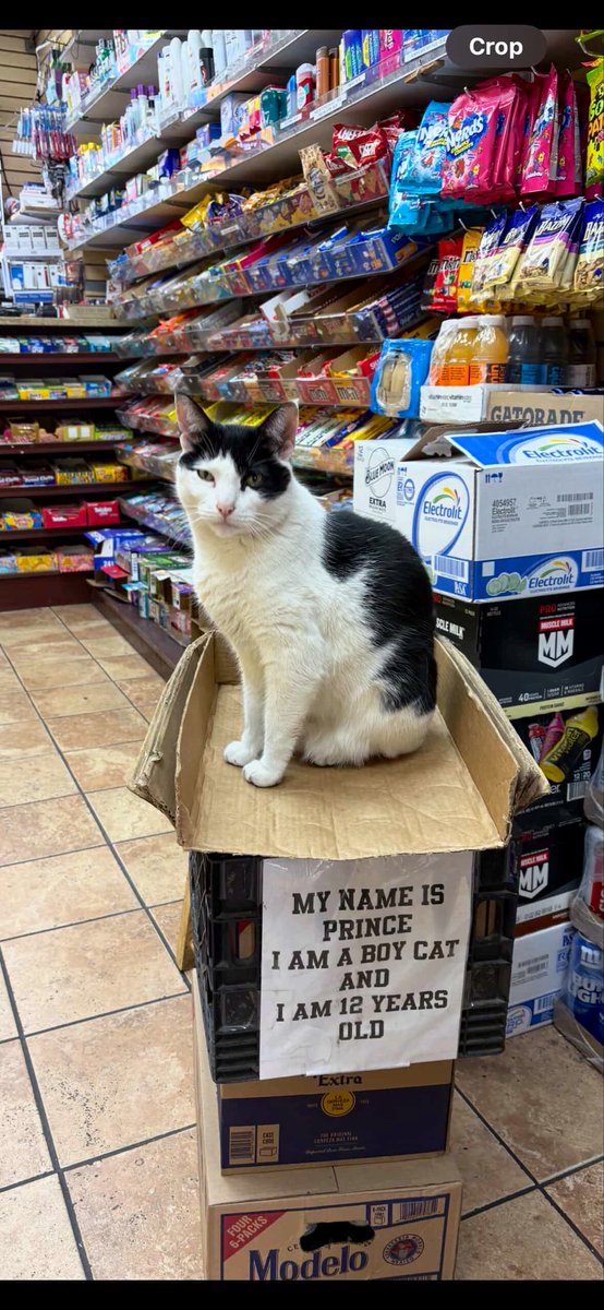 Bodega Cats tweet media
