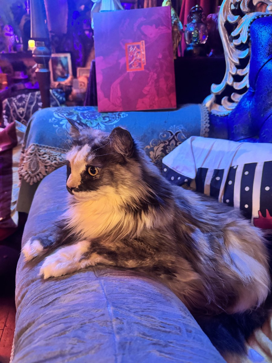 ロウズ⚜️🕒🫀Rose de Reficul tweet media