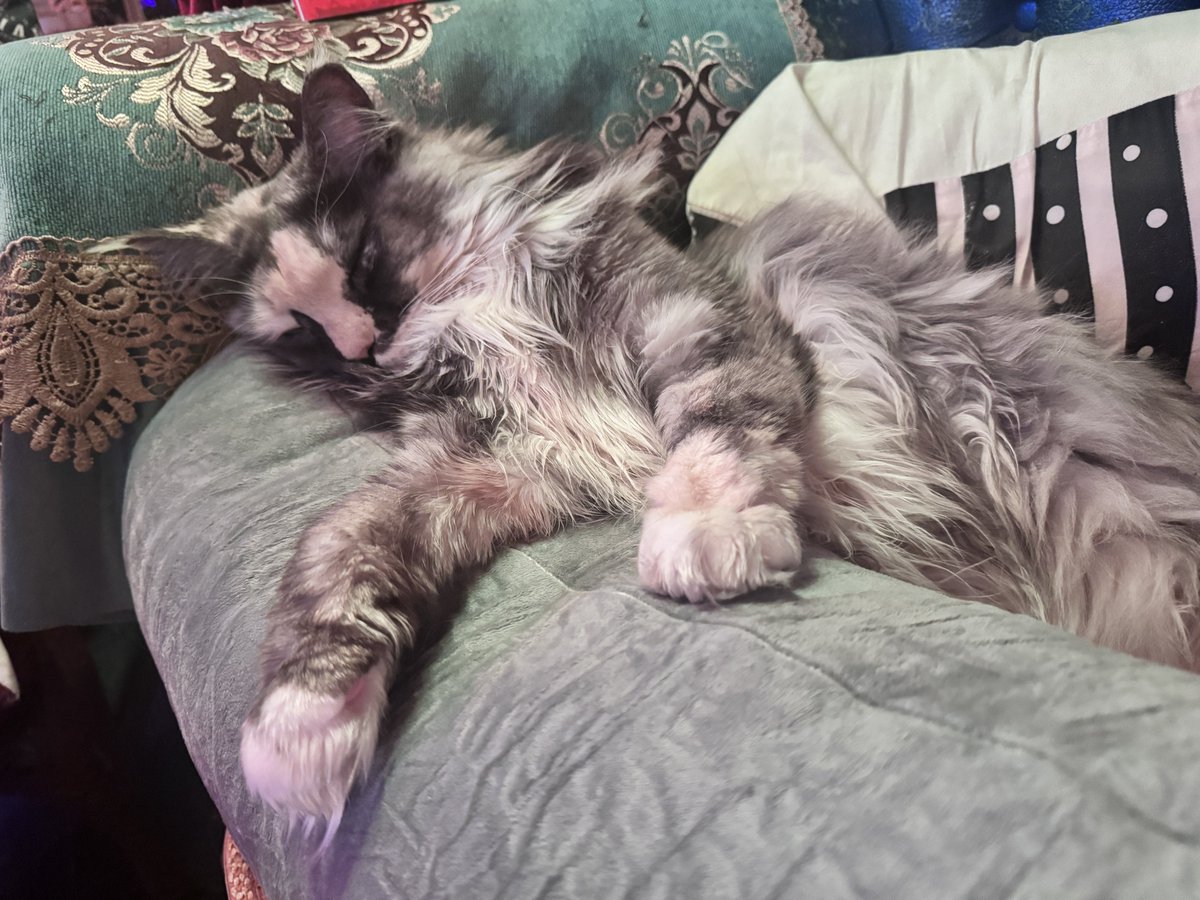 ロウズ⚜️🕒🫀Rose de Reficul tweet media