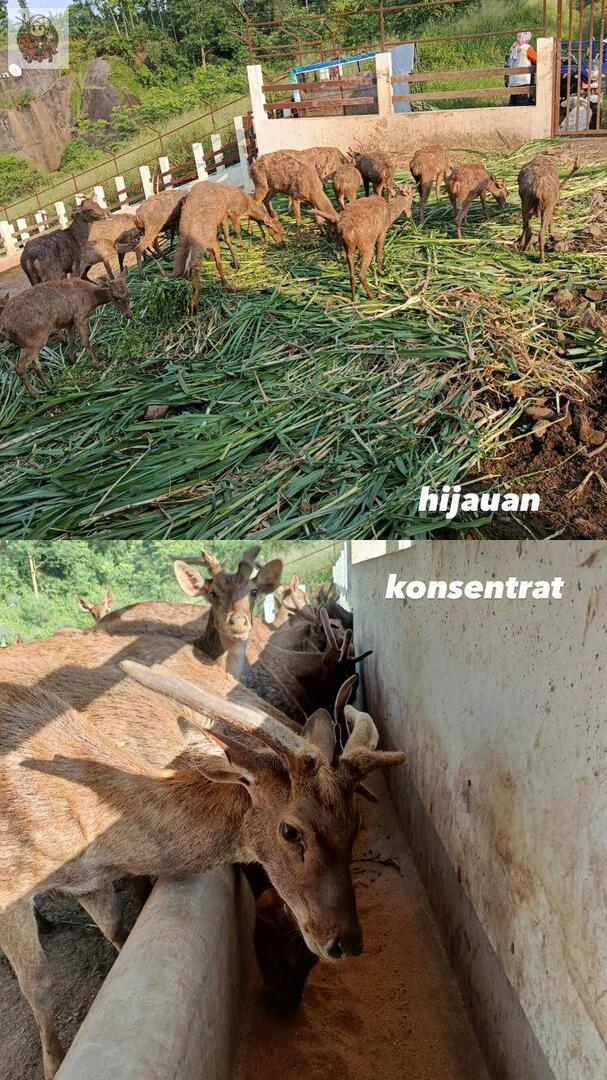 UNDIP MENFESS tweet media