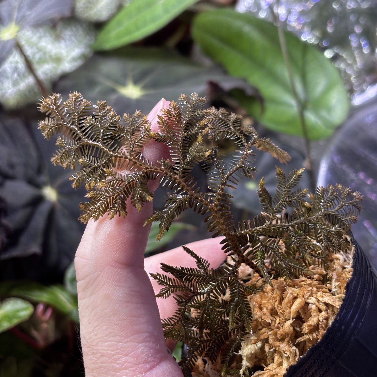 トイ吉園芸@4/10〜12 オキボタスプリング tweet media