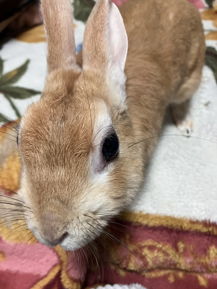 kinako202201's tweet photo. 今日のナコ🐰 https://t.co/Rl3qjBOhfj