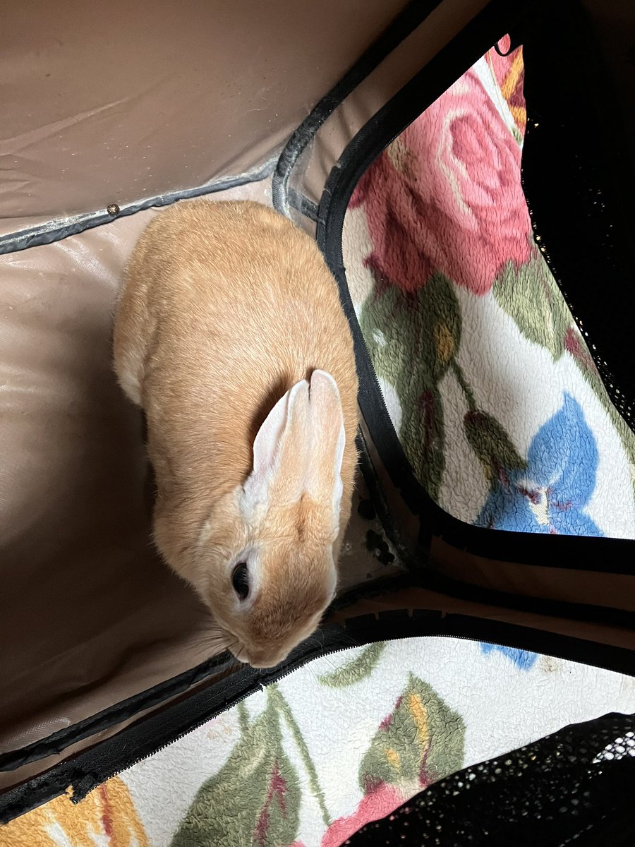 kinako202201's tweet photo. 今日のナコ🐰 https://t.co/Rl3qjBOhfj