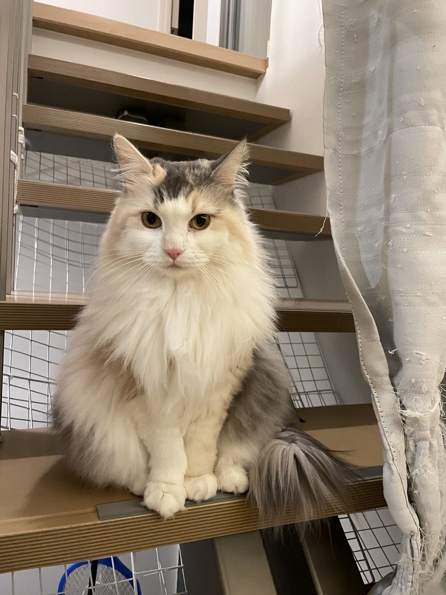 おやすみにゃん❤︎ ミーナの横のカーテンのギャザーはウナの作品です🤭