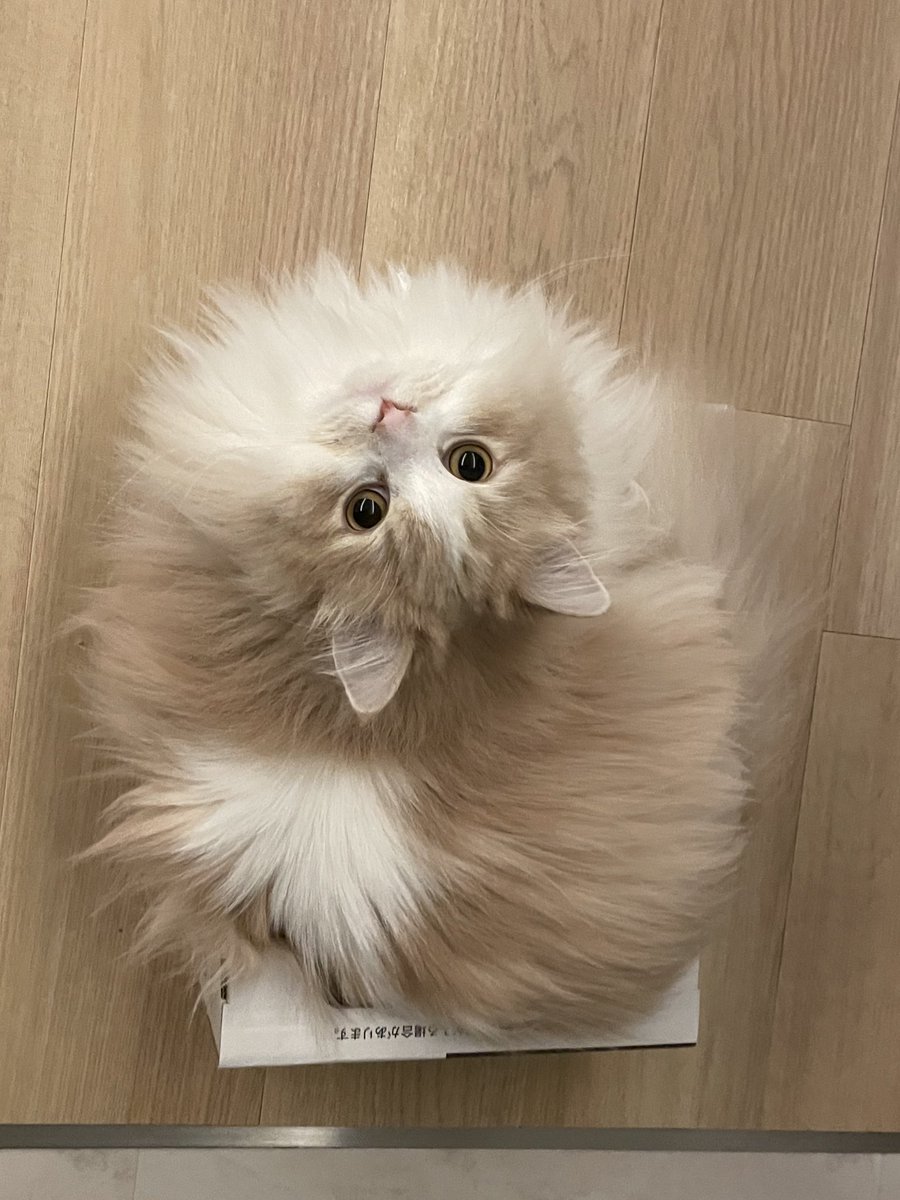 おやすみにゃん❤︎ ミーナの横のカーテンのギャザーはウナの作品です🤭