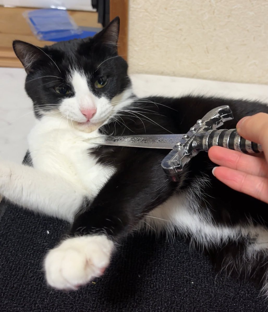 ハチワレ猫しゃち tweet media