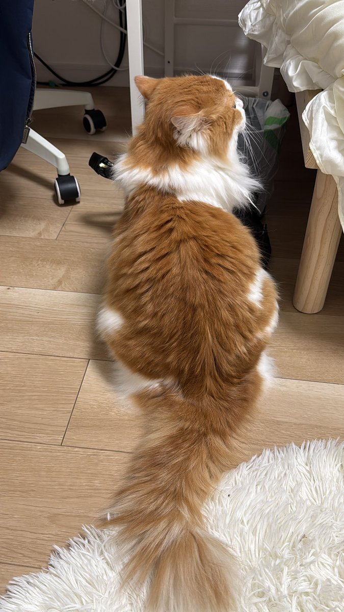 田中。 tweet media