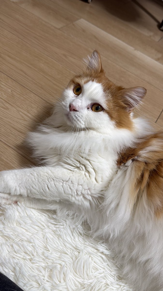 田中。 tweet media