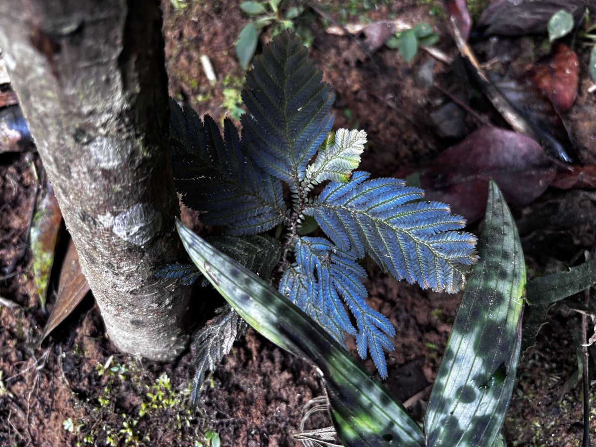 トイ吉園芸@4/10〜12 オキボタスプリング tweet media