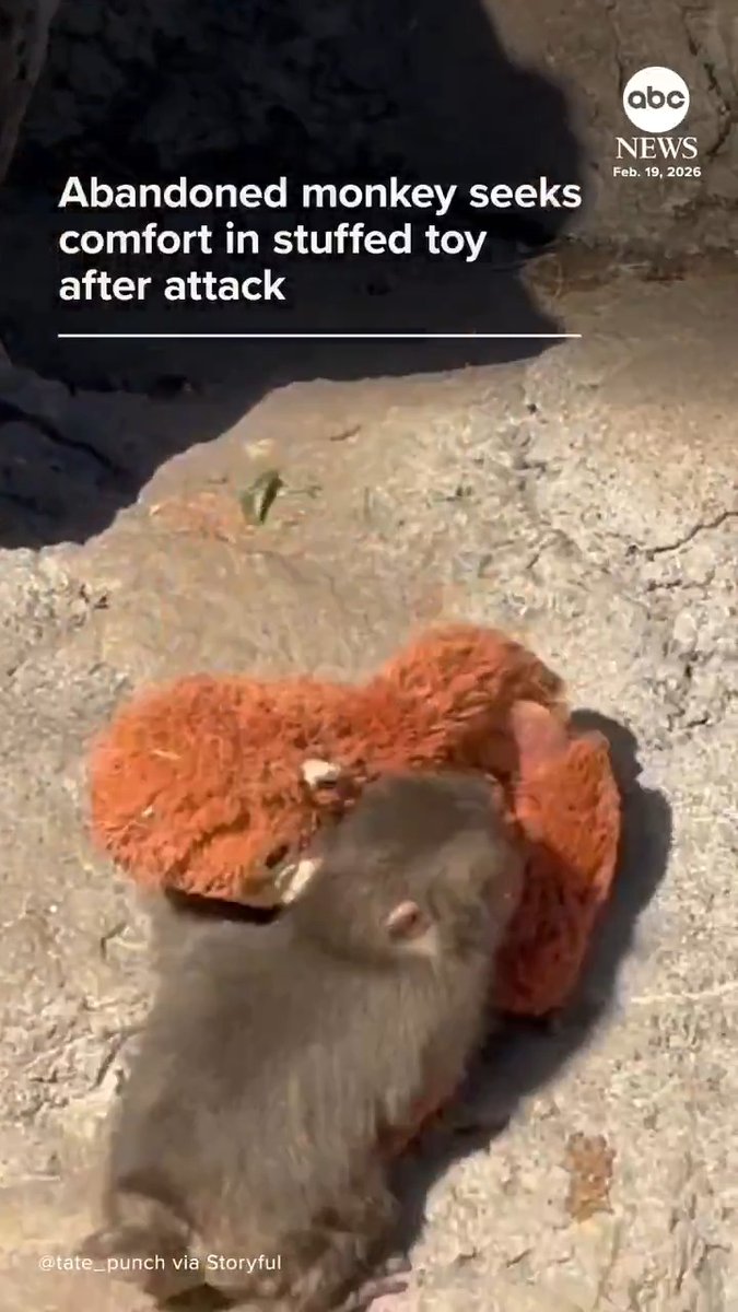 米国のABCニュースに？！