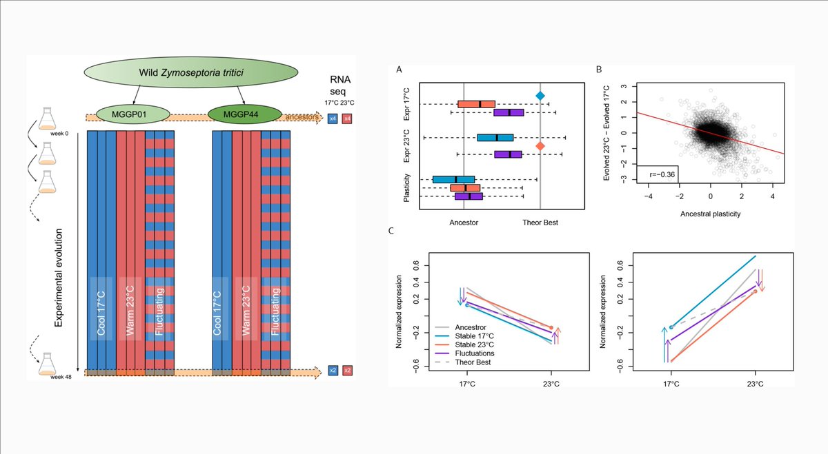 Frédéric Suffert tweet media