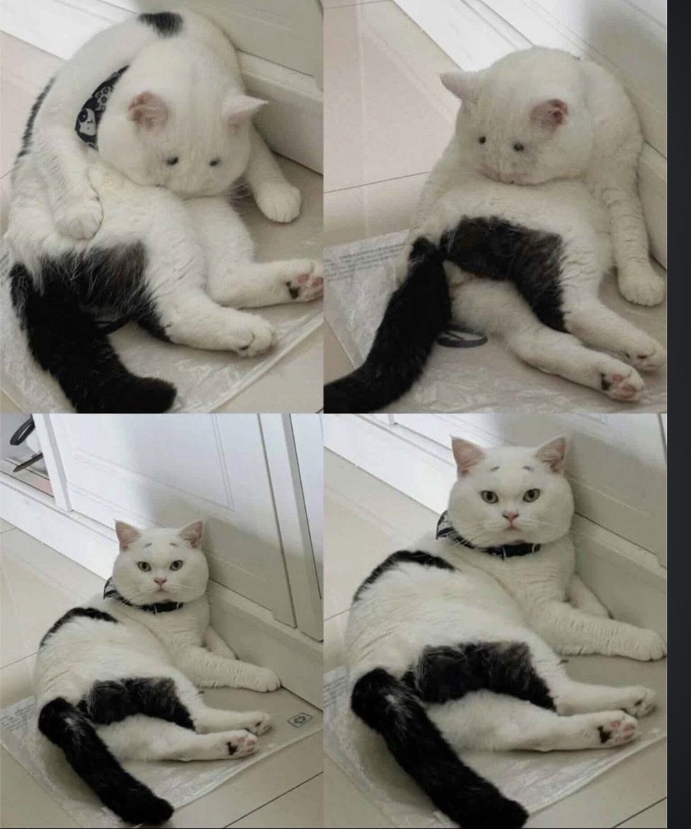 lined cats (@linedcats) on Twitter photo 